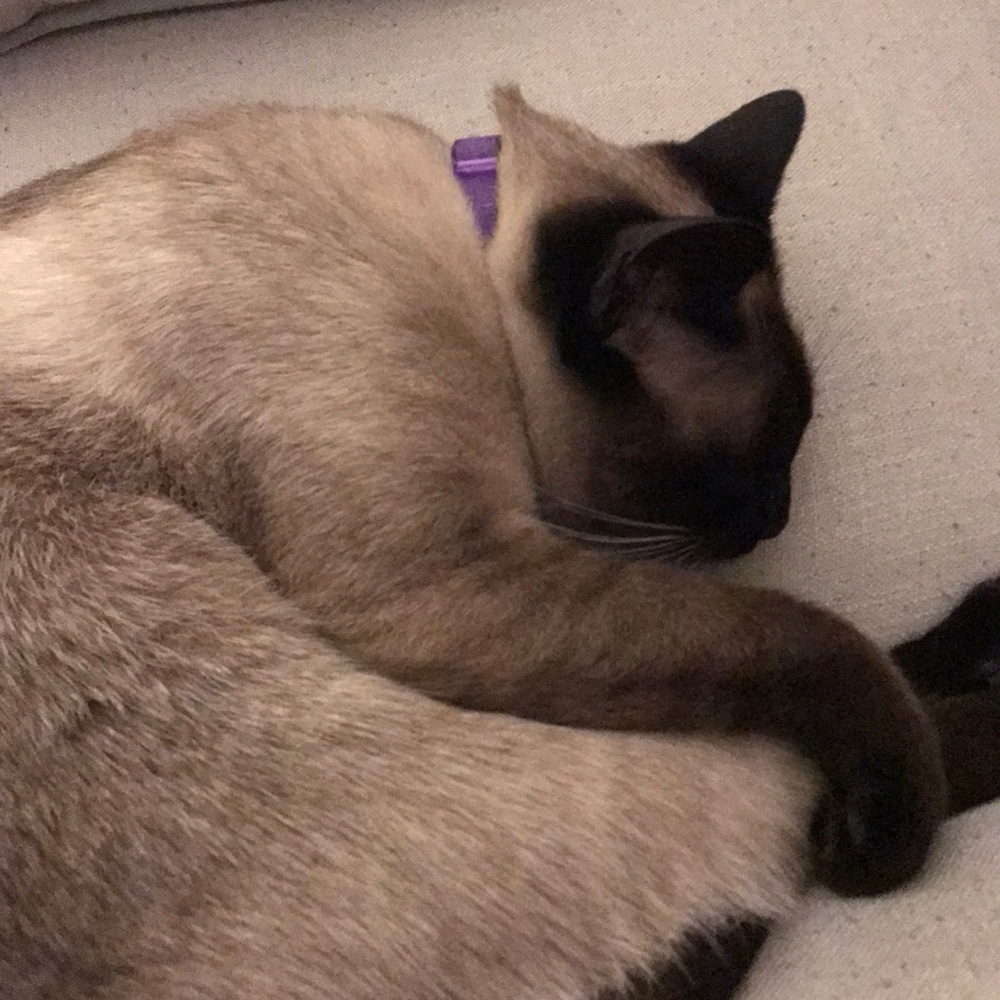 Meet your Posher, Tia